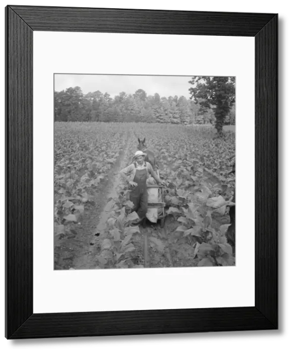 Framed Print : Possibly: Putting in tobacco, Shoofly, North Carolina, 1939. Creator: Dorothea Lange Framed Print : Possibly: Putting in tobacco, Shoofly, North Carolina, 1939. Creator: Dorothea Lange