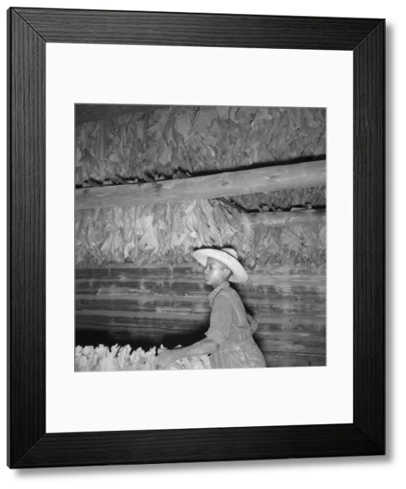 Framed Print : Son of sharecropper... hanging up strung tobacco inside barn, Shoofly, North Carolina, 1939. Creator: Dorothea Lange Framed Print : Son of sharecropper... hanging up strung tobacco inside barn, Shoofly, North Carolina, 1939. Creator: Dorothea Lange