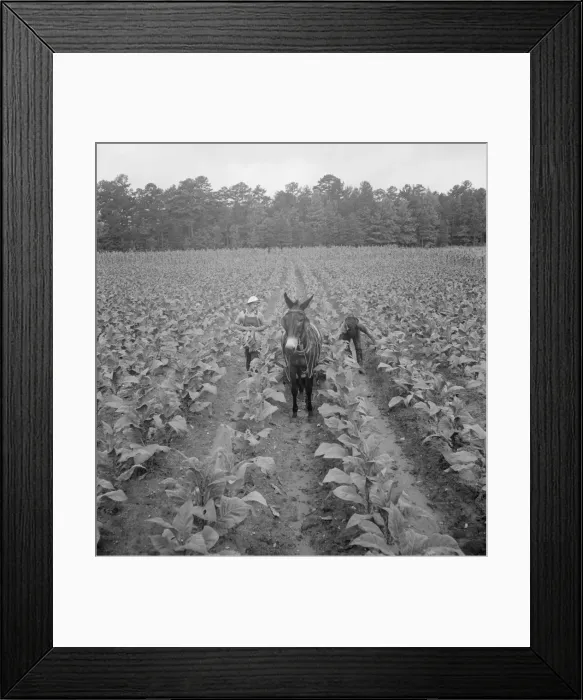 Framed Print : Putting in tobacco, Shoofly, North Carolina, 1939. Creator: Dorothea Lange Framed Print : Putting in tobacco, Shoofly, North Carolina, 1939. Creator: Dorothea Lange