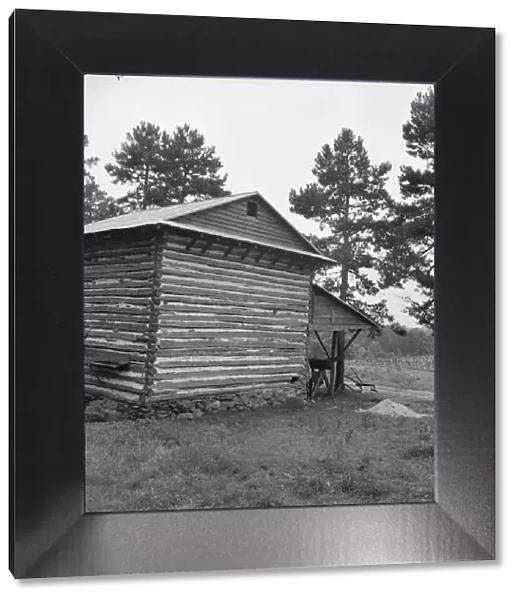 Sharecropper tobacco barn showing tobacco in field... Person County, North Carolina, 1939. Creator: Dorothea Lange