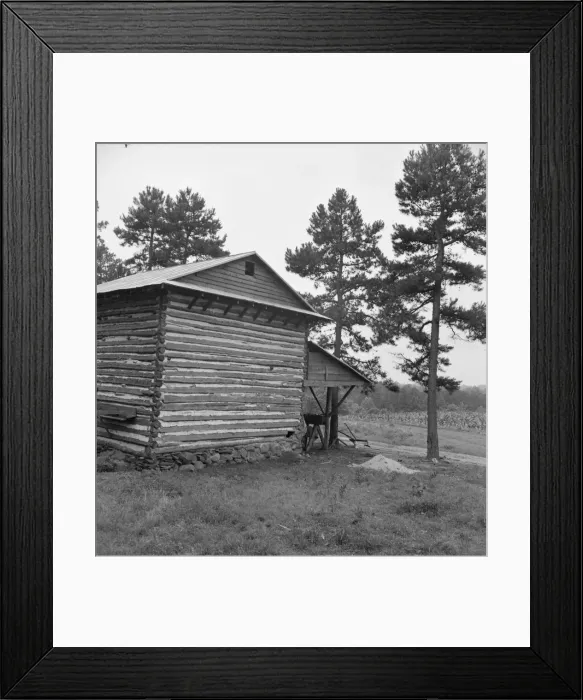 Framed Print : Sharecropper tobacco barn showing tobacco in field... Person County, North Carolina, 1939. Creator: Dorothea Lange Framed Print : Sharecropper tobacco barn showing tobacco in field... Person County, North Carolina, 1939. Creator: Dorothea Lange