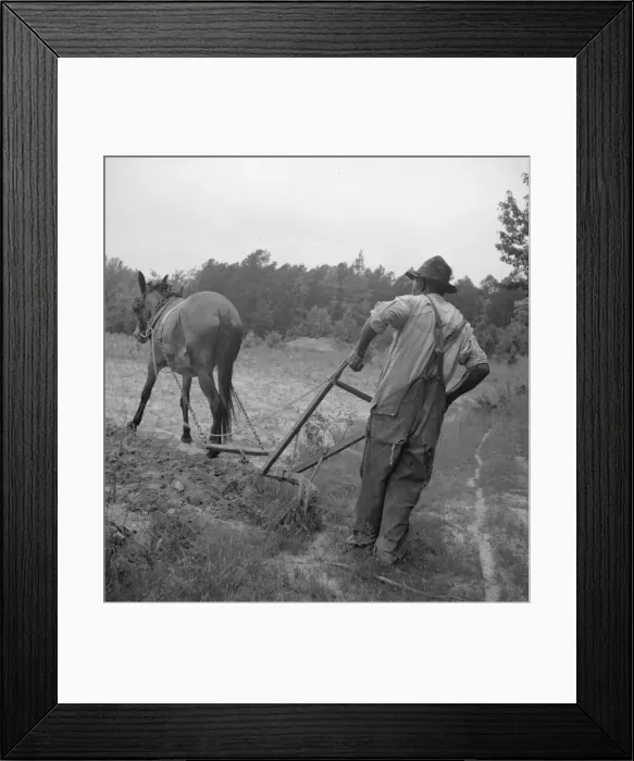 Framed Print : Negro plowing corn, off Highway 144, Person County, North Carolina, 1939. Creator: Dorothea Lange Framed Print : Negro plowing corn, off Highway 144, Person County, North Carolina, 1939. Creator: Dorothea Lange