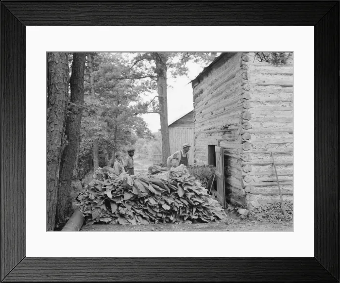 Framed Print : Putting in tobacco after the morning work, Shoofly, North Carolina, 1939. Creator: Dorothea Lange Framed Print : Putting in tobacco after the morning work, Shoofly, North Carolina, 1939. Creator: Dorothea Lange