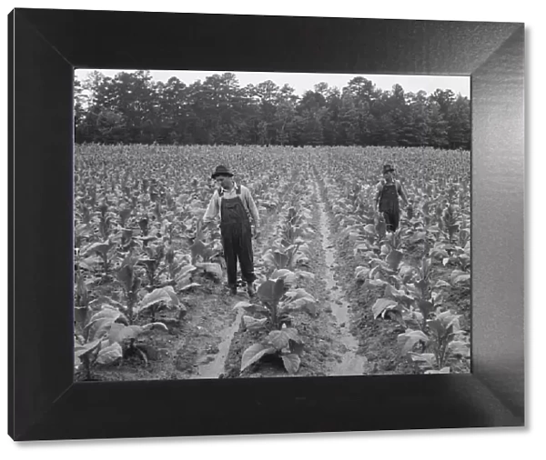 Topping tobacco, Shoofly, North Carolina, 1939. Creator: Dorothea Lange