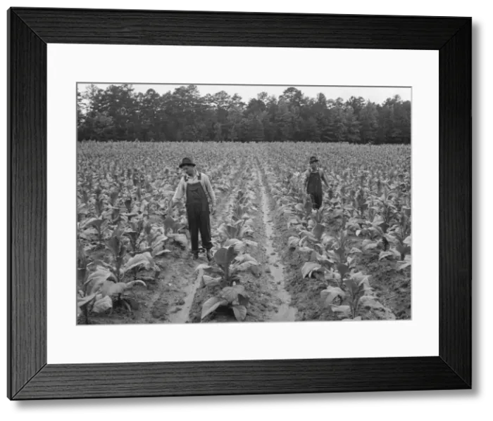 Framed Print : Topping tobacco, Shoofly, North Carolina, 1939. Creator: Dorothea Lange Framed Print : Topping tobacco, Shoofly, North Carolina, 1939. Creator: Dorothea Lange