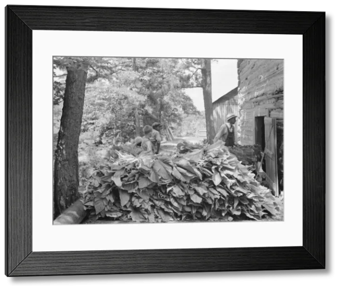 Framed Print : Possibly: Putting in tobacco after the morning work, Shoofly, North Carolina, 1939. Creator: Dorothea Lange Framed Print : Possibly: Putting in tobacco after the morning work, Shoofly, North Carolina, 1939. Creator: Dorothea Lange