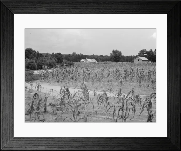 Framed Print : Landscape showing farmhouse, outbuildings, and cornfield, Caswell County, North Carolina, 1939. Creator: Dorothea Lange Framed Print : Landscape showing farmhouse, outbuildings, and cornfield, Caswell County, North Carolina, 1939. Creator: Dorothea Lange