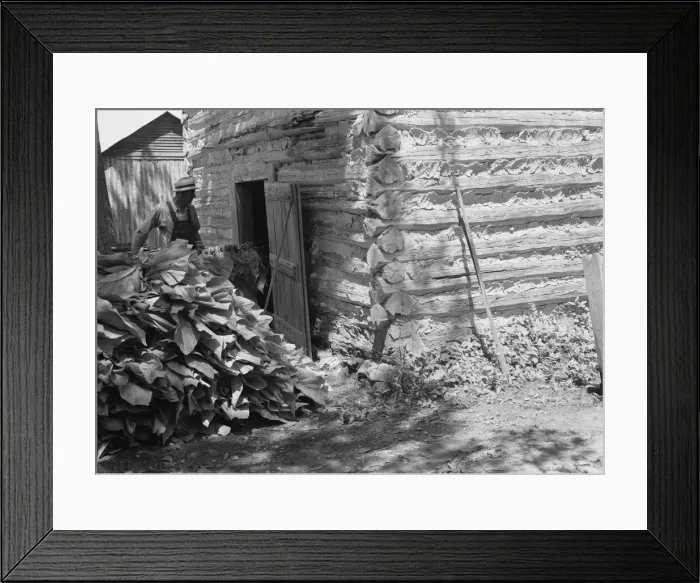 Framed Print : Putting in the tobacco after the morning work, Shoofly, North Carolina, 1939. Creator: Dorothea Lange Framed Print : Putting in the tobacco after the morning work, Shoofly, North Carolina, 1939. Creator: Dorothea Lange