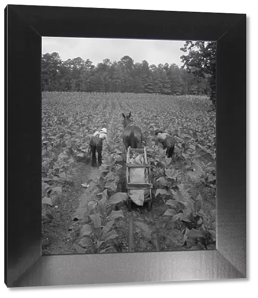 Tobacco field in early morning where white sharecropper... Shoofly, North Carolina, 1939. Creator: Dorothea Lange