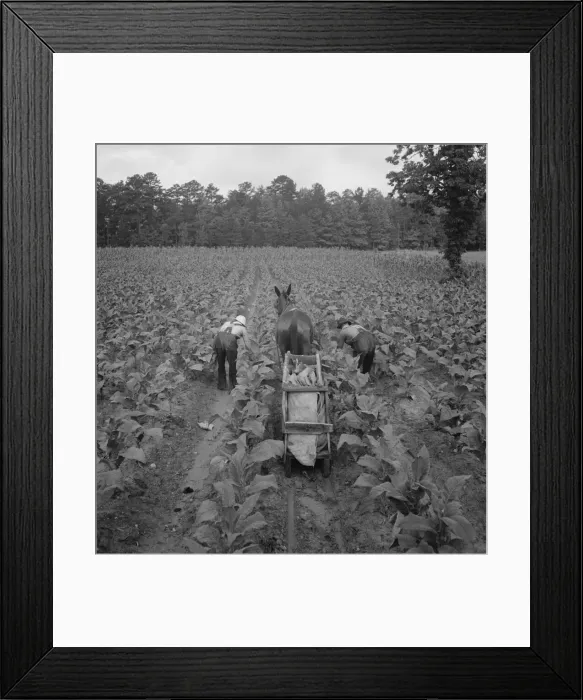 Framed Print : Tobacco field in early morning where white sharecropper... Shoofly, North Carolina, 1939. Creator: Dorothea Lange Framed Print : Tobacco field in early morning where white sharecropper... Shoofly, North Carolina, 1939. Creator: Dorothea Lange