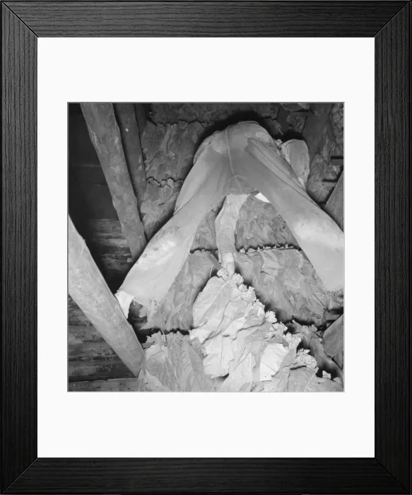 Framed Print : Son of tenant farmer hanging up strung tobacco inside the barn, Shoofly, North Carolina, 1939. Creator: Dorothea Lange Framed Print : Son of tenant farmer hanging up strung tobacco inside the barn, Shoofly, North Carolina, 1939. Creator: Dorothea Lange