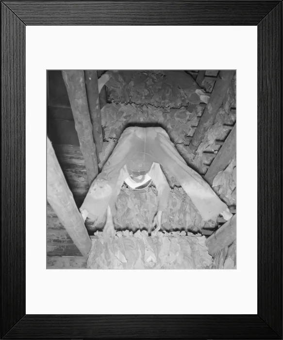 Framed Print : Son of tenant farmer hanging up strung tobacco inside the barn, Shoofly, North Carolina, 1939. Creator: Dorothea Lange Framed Print : Son of tenant farmer hanging up strung tobacco inside the barn, Shoofly, North Carolina, 1939. Creator: Dorothea Lange