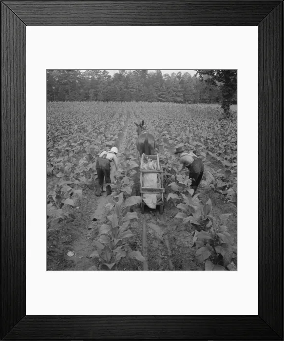 Framed Print : Tobacco field in early morning where white sharecropper... Shoofly, North Carolina, 1939. Creator: Dorothea Lange Framed Print : Tobacco field in early morning where white sharecropper... Shoofly, North Carolina, 1939. Creator: Dorothea Lange