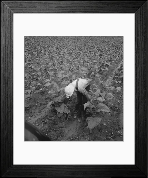 Framed Print : White sharecropper priming tobacco early in the morning, Shoofly, North Carolina, 1939. Creator: Dorothea Lange Framed Print : White sharecropper priming tobacco early in the morning, Shoofly, North Carolina, 1939. Creator: Dorothea Lange