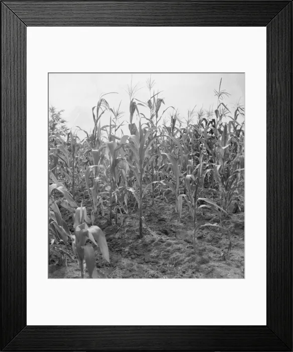 Framed Print : Close up of poor corn, Orange County, North Carolina, 1939. Creator: Dorothea Lange Framed Print : Close up of poor corn, Orange County, North Carolina, 1939. Creator: Dorothea Lange