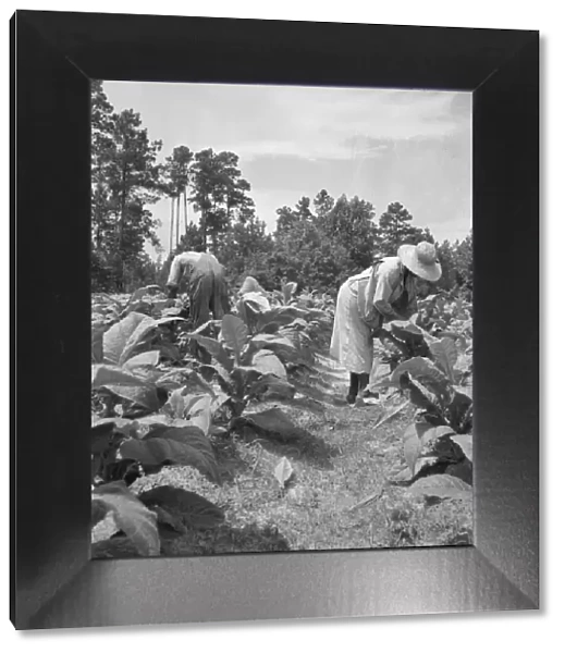 Negro tenants topping and suckering tobacco plants, Granville County, North Carolina, 1939. Creator: Dorothea Lange