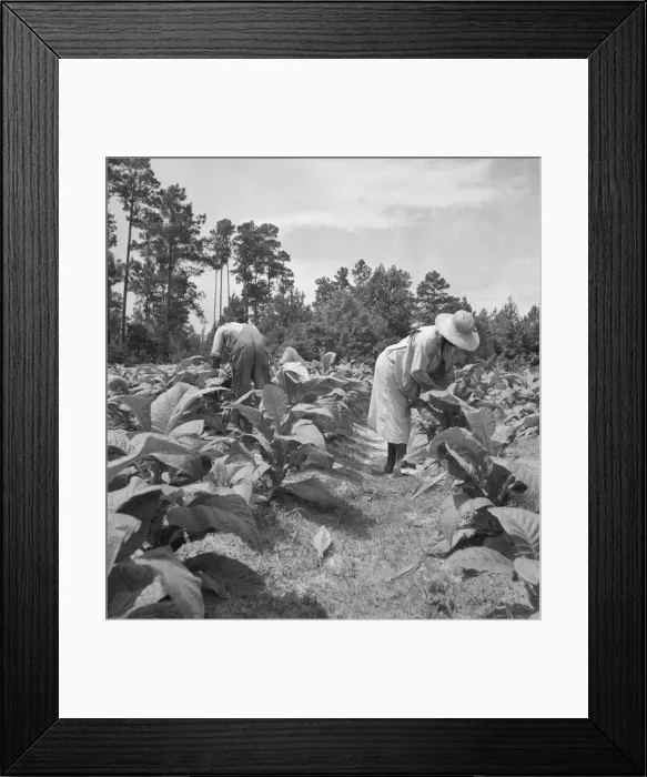 Framed Print : Negro tenants topping and suckering tobacco plants, Granville County, North Carolina, 1939. Creator: Dorothea Lange Framed Print : Negro tenants topping and suckering tobacco plants, Granville County, North Carolina, 1939. Creator: Dorothea Lange
