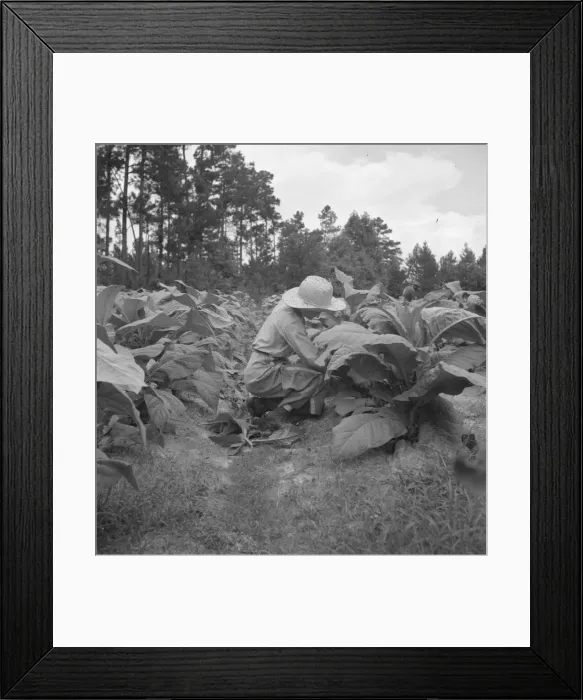 Framed Print : Owners daughter topping tobacco, Granville County, North Carolina, 1939. Creator: Dorothea Lange Framed Print : Owners daughter topping tobacco, Granville County, North Carolina, 1939. Creator: Dorothea Lange