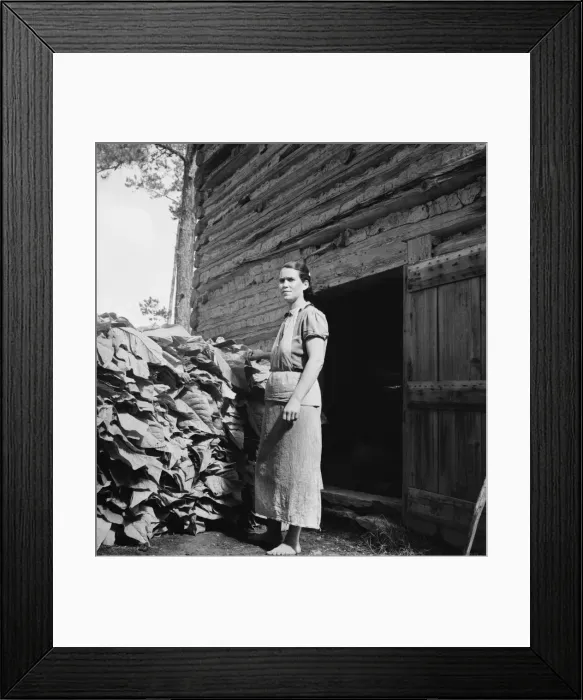 Framed Print : Possibly: Wives of tobacco tenants pile the tobacco... Granville County, North Carolina, 1939. Creator: Dorothea Lange Framed Print : Possibly: Wives of tobacco tenants pile the tobacco... Granville County, North Carolina, 1939. Creator: Dorothea Lange