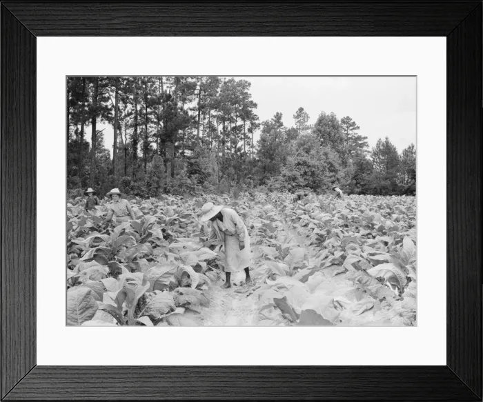 Framed Print : Negro tenants, men and women, and white owners children... Granville County, North Carolina, 1939. Creator: Dorothea Lange Framed Print : Negro tenants, men and women, and white owners children... Granville County, North Carolina, 1939. Creator: Dorothea Lange
