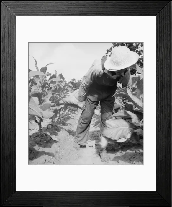 Framed Print : Possibly: White sharecropper, Mr. Taylor, Granville County, North Carolina, 1939. Creator: Dorothea Lange