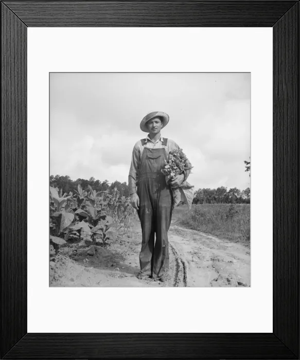 Framed Print : White sharecropper, Mr. Taylor, has just finished priming... Granville County, North Carolina, 1939 Creator: Dorothea Lange Framed Print : White sharecropper, Mr. Taylor, has just finished priming... Granville County, North Carolina, 1939 Creator: Dorothea Lange