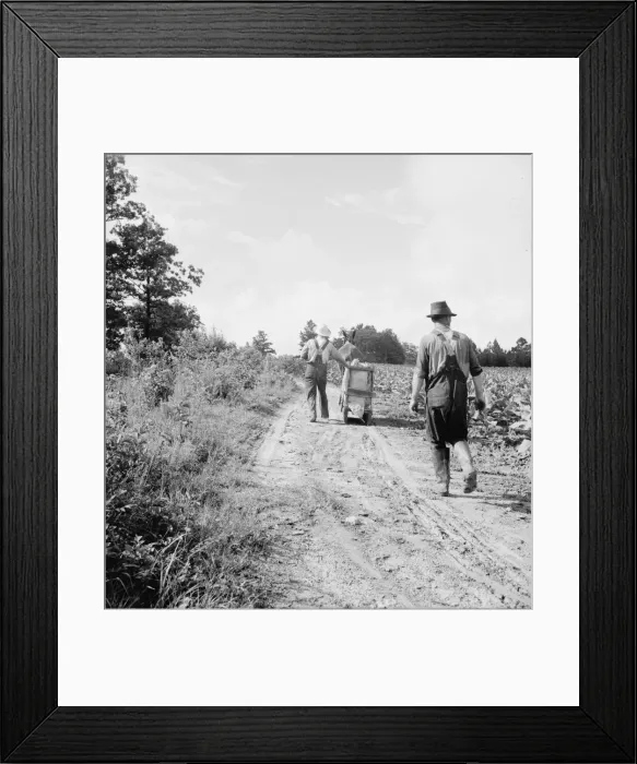 Framed Print : Possibly: Mr. Taylor and wage laborer slide tobacco... Granville County, North Carolina, 1939. Creator: Dorothea Lange Framed Print : Possibly: Mr. Taylor and wage laborer slide tobacco... Granville County, North Carolina, 1939. Creator: Dorothea Lange