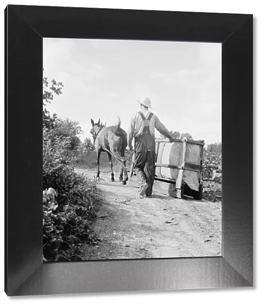 Possibly: Mr. Taylor and wage laborer slide tobacco, Granville County, North Carolina, 1939. Creator: Dorothea Lange