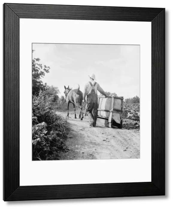Framed Print : Possibly: Mr. Taylor and wage laborer slide tobacco, Granville County, North Carolina, 1939. Creator: Dorothea Lange Framed Print : Possibly: Mr. Taylor and wage laborer slide tobacco, Granville County, North Carolina, 1939. Creator: Dorothea Lange