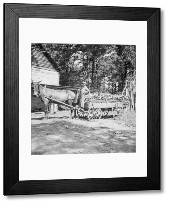 Framed Print : Possibly: Young son of tenant farmer gathering sticks... Granville County, North Carolina, 1939. Creator: Dorothea Lange Framed Print : Possibly: Young son of tenant farmer gathering sticks... Granville County, North Carolina, 1939. Creator: Dorothea Lange