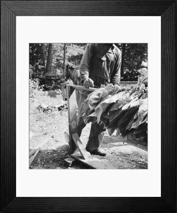 Framed Print : Stringing tobacco, Granville County, North Carolina, 1939. Creator: Dorothea Lange Framed Print : Stringing tobacco, Granville County, North Carolina, 1939. Creator: Dorothea Lange