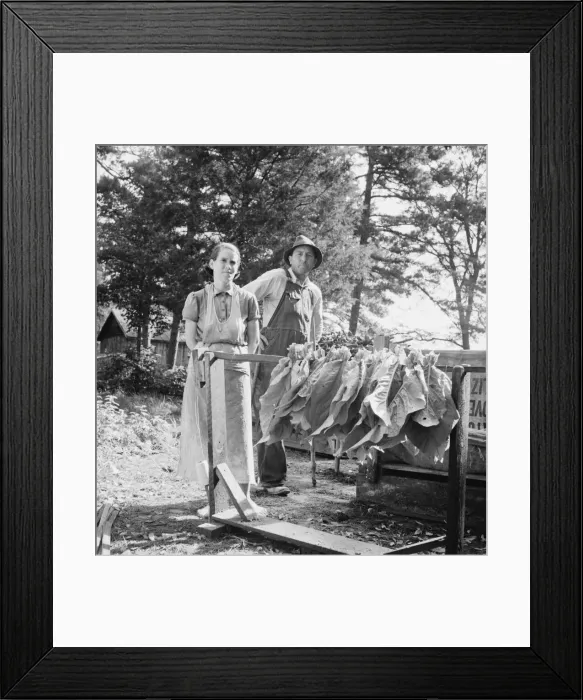 Framed Print : Possibly: Stringing tobacco, Granville County, North Carolina, 1939. Creator: Dorothea Lange Framed Print : Possibly: Stringing tobacco, Granville County, North Carolina, 1939. Creator: Dorothea Lange