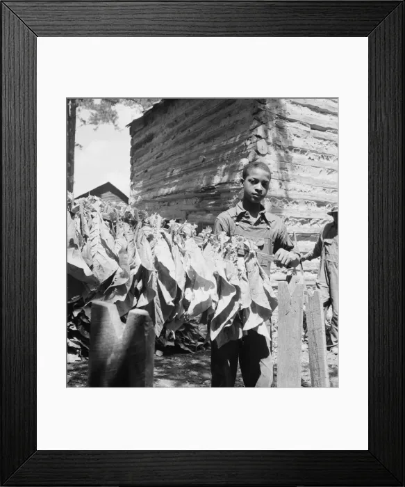 Framed Print : Tobacco strung on sticks, Granville County, North Carolina, 1939. Creator: Dorothea Lange Framed Print : Tobacco strung on sticks, Granville County, North Carolina, 1939. Creator: Dorothea Lange