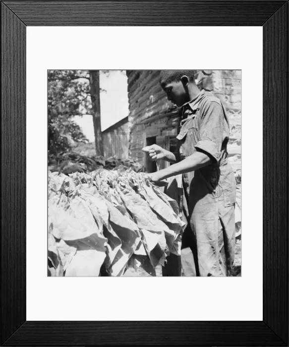 Framed Print : Possibly: Tobacco strung on sticks, Granville County, North Carolina, 1939. Creator: Dorothea Lange Framed Print : Possibly: Tobacco strung on sticks, Granville County, North Carolina, 1939. Creator: Dorothea Lange