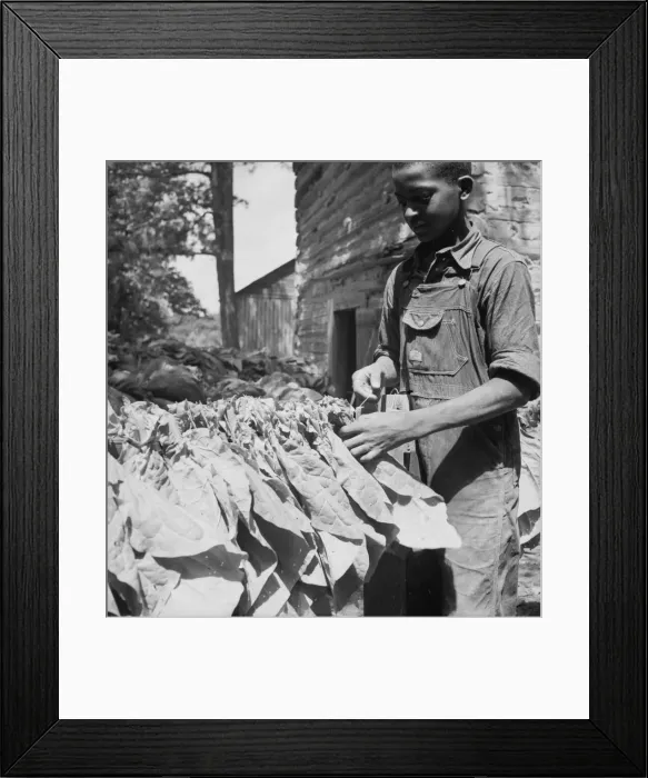 Framed Print : Tobacco strung on sticks, Granville County, North Carolina, 1939. Creator: Dorothea Lange Framed Print : Tobacco strung on sticks, Granville County, North Carolina, 1939. Creator: Dorothea Lange