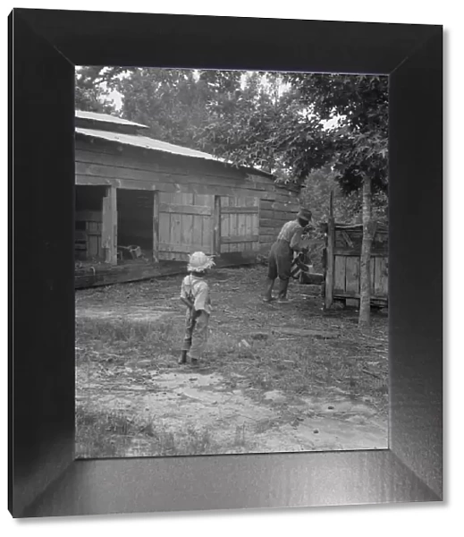 Noon time chores of Negro tenant farmer: feeding the pigs, Granville County, North Carolina, 1939. Creator: Dorothea Lange