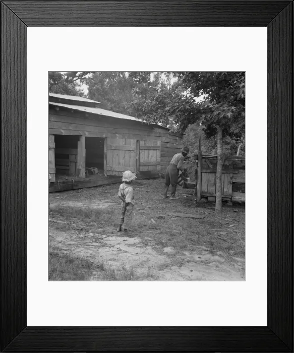 Framed Print : Noon time chores of Negro tenant farmer: feeding the pigs, Granville County, North Carolina, 1939. Creator: Dorothea Lange Framed Print : Noon time chores of Negro tenant farmer: feeding the pigs, Granville County, North Carolina, 1939. Creator: Dorothea Lange
