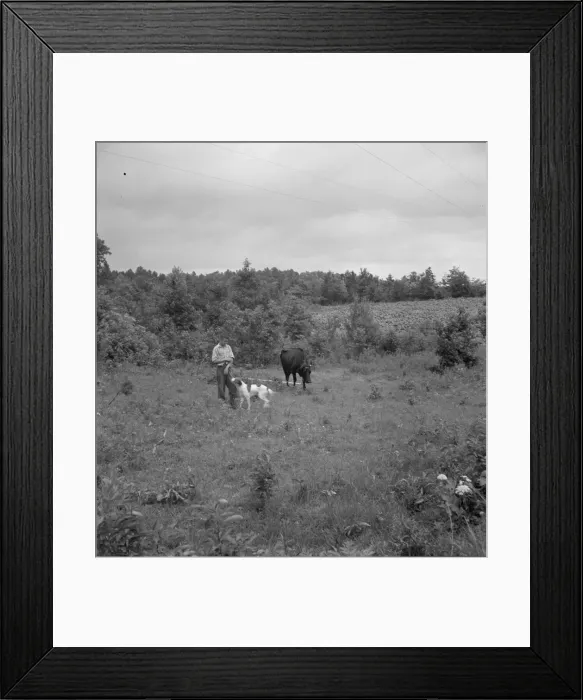 Framed Print : Farm boy with his dog as companion ties out cow in pasture... Person County, North Carolina, 1939. Creator: Dorothea Lange Framed Print : Farm boy with his dog as companion ties out cow in pasture... Person County, North Carolina, 1939. Creator: Dorothea Lange