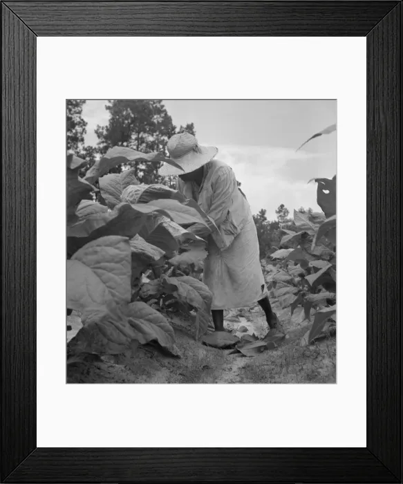 Framed Print : Possibly: Negro tenants topping and suckering tobacco plants, Granville County, North Carolina, 1939 Creator: Dorothea Lange Framed Print : Possibly: Negro tenants topping and suckering tobacco plants, Granville County, North Carolina, 1939 Creator: Dorothea Lange