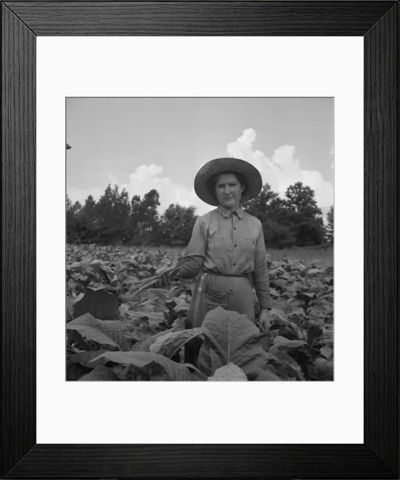 Framed Print : Possibly: Owners daughter topping tobacco, Granville County, North Carolina, 1939. Creator: Dorothea Lange Framed Print : Possibly: Owners daughter topping tobacco, Granville County, North Carolina, 1939. Creator: Dorothea Lange