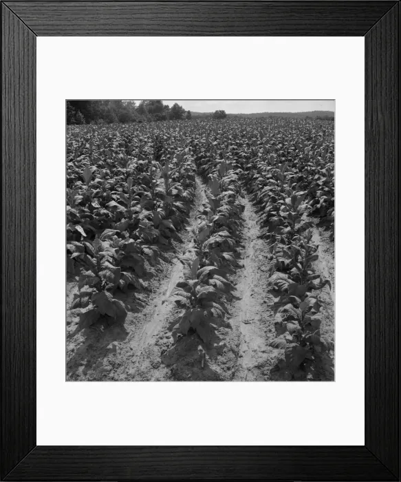 Framed Print : Tobacco field of Negro sharecropper, Wake County, North Carolina, 1939. Creator: Dorothea Lange Framed Print : Tobacco field of Negro sharecropper, Wake County, North Carolina, 1939. Creator: Dorothea Lange