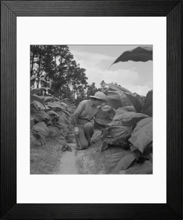 Framed Print : Owners daughter topping tobacco, Granville County, North Carolina, 1939. Creator: Dorothea Lange Framed Print : Owners daughter topping tobacco, Granville County, North Carolina, 1939. Creator: Dorothea Lange
