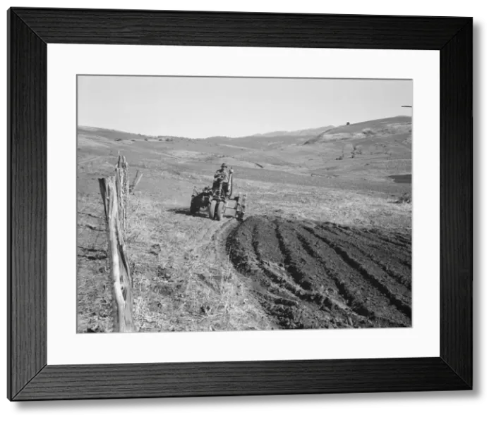 Framed Print : Young farmer, member of Ola self-help sawmill co-op, plowing... Gem County, Idaho, 1939. Creator: Dorothea Lange Framed Print : Young farmer, member of Ola self-help sawmill co-op, plowing... Gem County, Idaho, 1939. Creator: Dorothea Lange