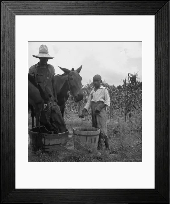 Framed Print : Son and grandson of tenant farmer bring in the mules... noon, Granville County, North Carolina, 1939. Creator: Dorothea Lange Framed Print : Son and grandson of tenant farmer bring in the mules... noon, Granville County, North Carolina, 1939. Creator: Dorothea Lange