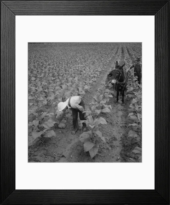 Framed Print : White sharecropper and wage laborer priming tobacco early... Granville County, North Carolina, 1939 Creator: Dorothea Lange Framed Print : White sharecropper and wage laborer priming tobacco early... Granville County, North Carolina, 1939 Creator: Dorothea Lange