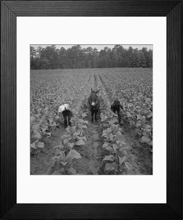 Framed Print : White sharecropper and wage laborer priming... Granville County, North Carolina, 1939. Creator: Dorothea Lange Framed Print : White sharecropper and wage laborer priming... Granville County, North Carolina, 1939. Creator: Dorothea Lange