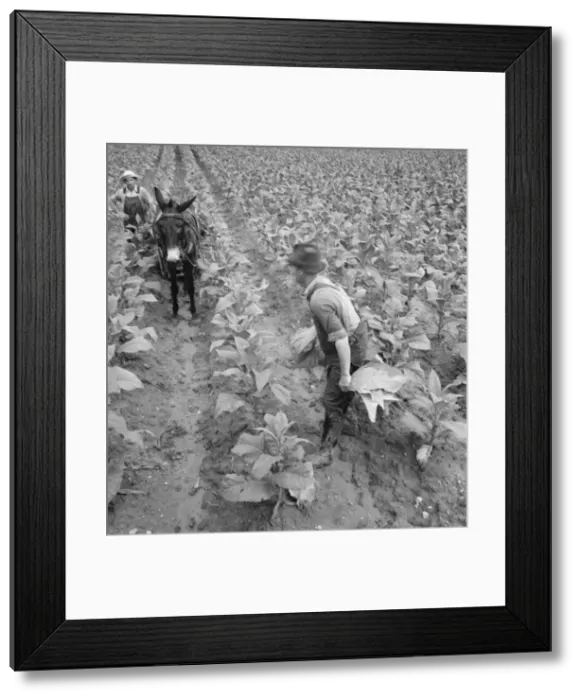 Framed Print : White sharecropper and wage laborer priming... Granville County, North Carolina, 1939. Creator: Dorothea Lange Framed Print : White sharecropper and wage laborer priming... Granville County, North Carolina, 1939. Creator: Dorothea Lange