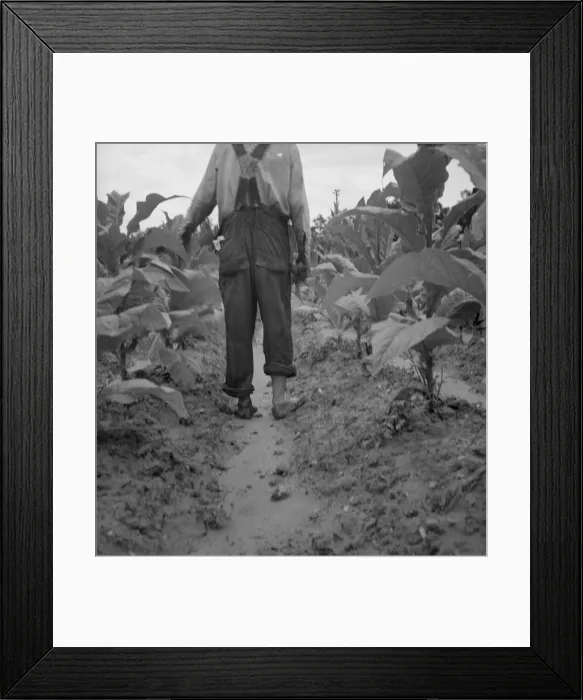 Framed Print : Possibly: White sharecropper, Mr. Taylor, Granville County, North Carolina, 1939. Creator: Dorothea Lange