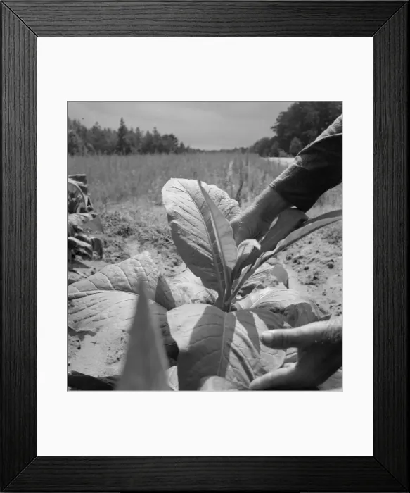 Framed Print : White owner topping tobacco plant, Person County, North Carolina, 1939. Creator: Dorothea Lange Framed Print : White owner topping tobacco plant, Person County, North Carolina, 1939. Creator: Dorothea Lange