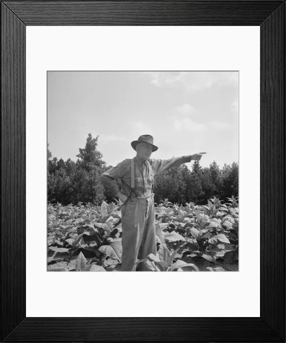 Framed Print : Tobacco farmer, owner of 100 acres, Person County, North Carolina, 1939. Creator: Dorothea Lange Framed Print : Tobacco farmer, owner of 100 acres, Person County, North Carolina, 1939. Creator: Dorothea Lange